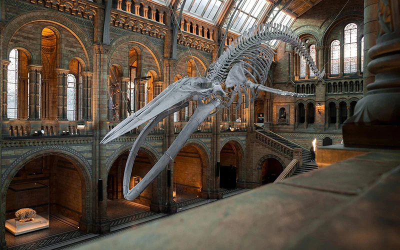 Blue whale skeleton on display at the National History Museum exhibition.