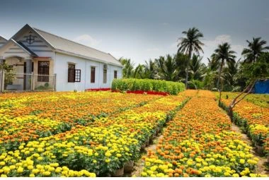 White Wooden House Near Flower Field